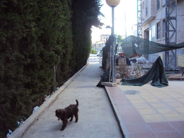 Los socialistas denuncian una plaga de ratas junto al Colegio Sagrado Corazón, en Zeneta - 3, Foto 3