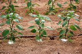 Agricultura experimenta con xito en pimiento grueso nuevos portainjertos resistentes a las enfermedades del suelo