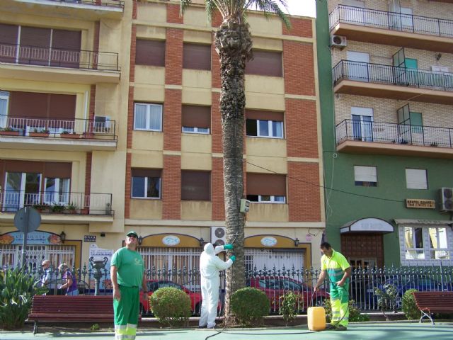 Medio Ambiente inicia hoy un nuevo Plan de Tratamiento Preventivo y Erradicador del 'Picudo Rojo' en las palmeras de Águilas - 1, Foto 1