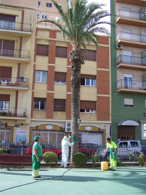 Medio Ambiente inicia hoy un nuevo Plan de Tratamiento Preventivo y Erradicador del 'Picudo Rojo' en las palmeras de Águilas - 2, Foto 2