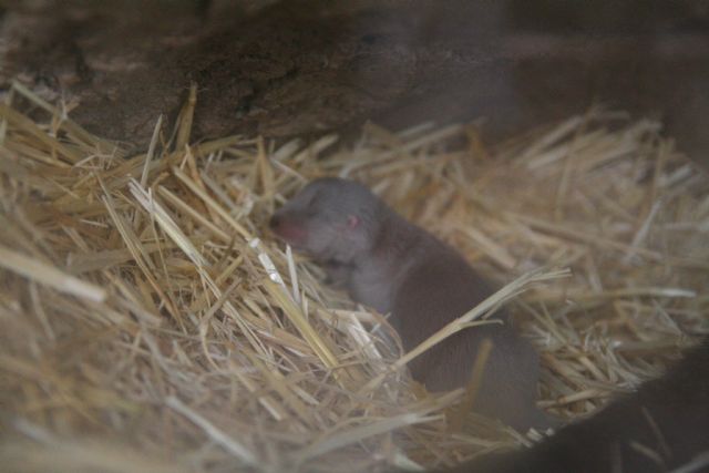 El parque de naturaleza Terra Natura Murcia celebra el nacimiento de una nueva cría de nutria - 1, Foto 1
