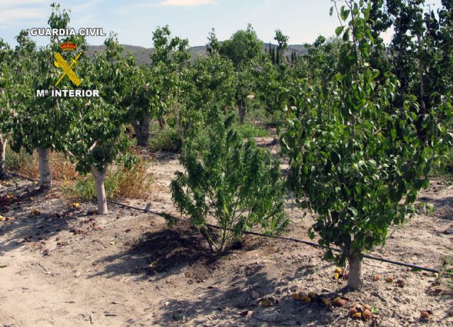 La Guardia Civil ha desmantelado un punto de producción de marihuana en Jumilla - 1, Foto 1