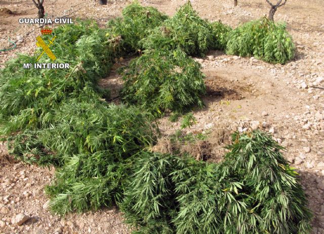 La Guardia Civil ha desmantelado un punto de producción de marihuana en Jumilla - 3, Foto 3