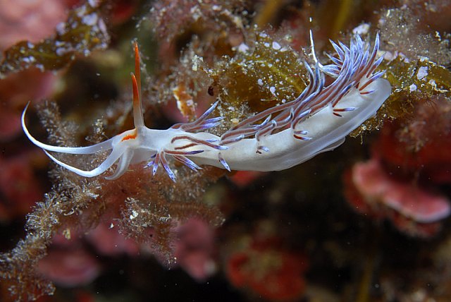 Imágenes del fotógrafo Juan Ángel Cano tomadas en la Reserva Marina de Cabo de Palos – Islas Hormigas., Foto 1