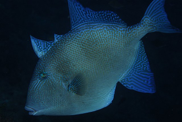 Imágenes del fotógrafo Juan Ángel Cano tomadas en la Reserva Marina de Cabo de Palos – Islas Hormigas., Foto 2