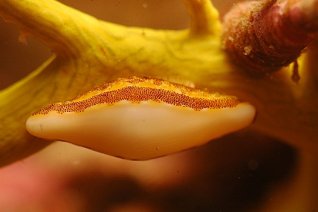 Imagen del fotógrafo Miguel Ángel García Murillo tomada en la Reserva Marina de Cabo de Palos – Islas Hormigas., Foto 3