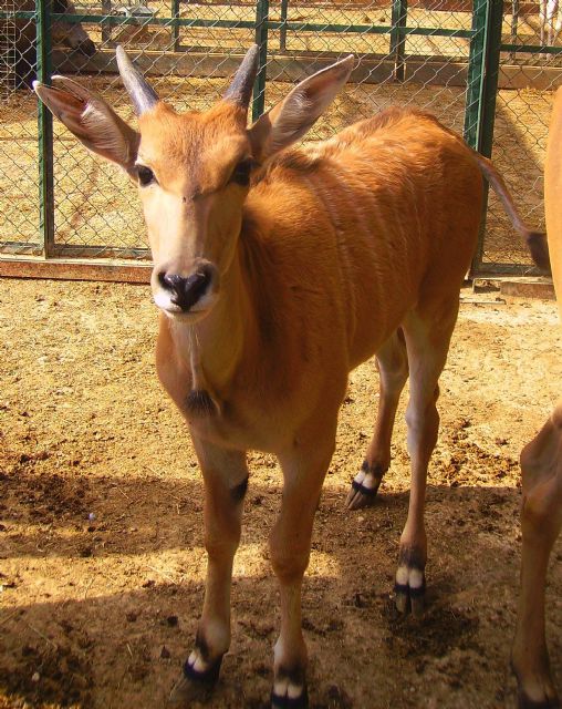 Terra Natura Murcia traslada a un eland a Galicia para conseguir su reproducción en cautividad - 1, Foto 1