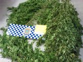 Agentes de la Polica Local intervienen 5 plantas de marihuana en las inmediaciones de una vivienda en Ramonete