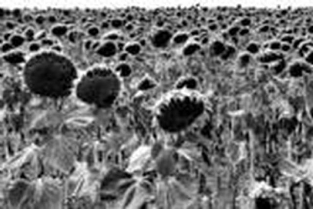 Fotografía y poesía se fusionan en La Voz del Tiempo, de Julia Moreno - 5, Foto 5