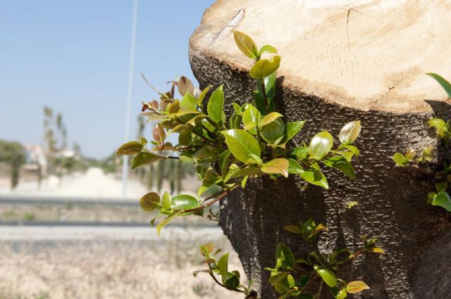 El trasplante de los ficus evita posibles accidentes en la Avenida de América - 1, Foto 1