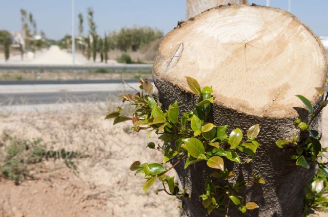 El trasplante de los ficus evita posibles accidentes en la Avenida de América - 2, Foto 2