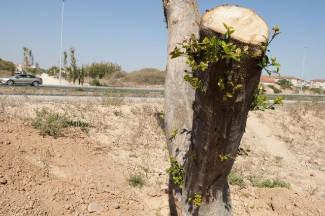 El trasplante de los ficus evita posibles accidentes en la Avenida de América - 3, Foto 3