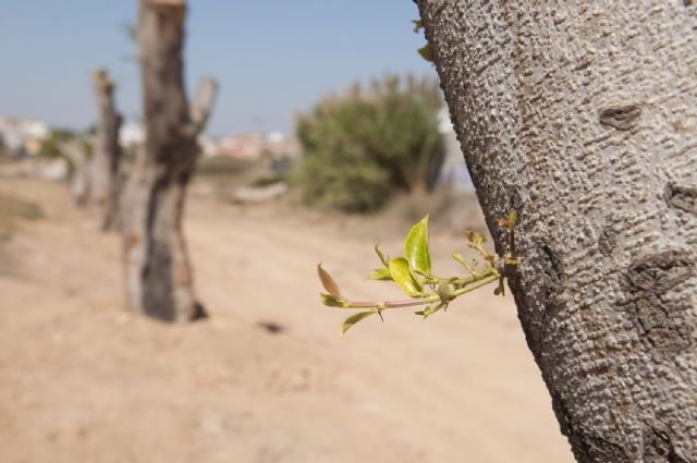 El trasplante de los ficus evita posibles accidentes en la Avenida de América - 4, Foto 4