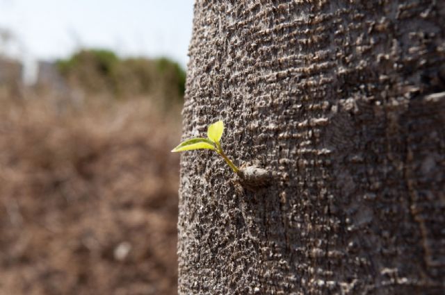El trasplante de los ficus evita posibles accidentes en la Avenida de América - 5, Foto 5