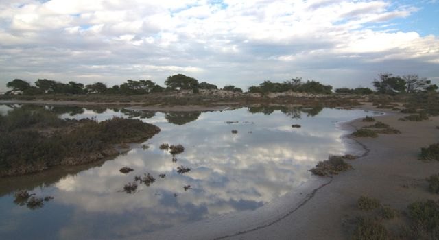 Más de 5.000 plantas de especies autóctonas restauran la superficie del Parque Regional de las Salinas y Arenales de San Pedro - 1, Foto 1