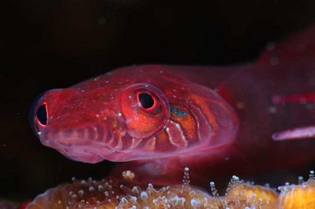 La colección del equipo formado por David Barrio y Mª Luisa Quintanilla, ganadora del Campeonato de España de Fotografía Submarina NAFOSUB 2011 - 1, Foto 1