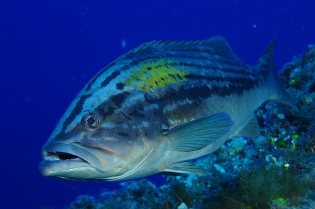 La coleccin del equipo formado por David Barrio y Mª Luisa Quintanilla, ganadora del Campeonato de España de Fotografa Submarina NAFOSUB 2011 - 1
