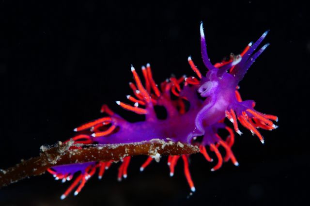 La coleccin del equipo formado por David Barrio y Mª Luisa Quintanilla, ganadora del Campeonato de España de Fotografa Submarina NAFOSUB 2011 - 2