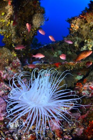 La coleccin del equipo formado por David Barrio y Mª Luisa Quintanilla, ganadora del Campeonato de España de Fotografa Submarina NAFOSUB 2011 - 4