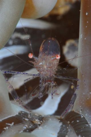 La coleccin del equipo formado por David Barrio y Mª Luisa Quintanilla, ganadora del Campeonato de España de Fotografa Submarina NAFOSUB 2011 - 5