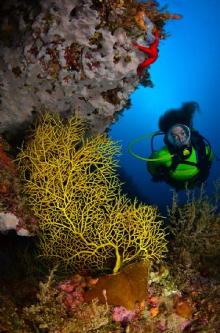 La coleccin del equipo formado por David Barrio y Mª Luisa Quintanilla, ganadora del Campeonato de España de Fotografa Submarina NAFOSUB 2011 - 6