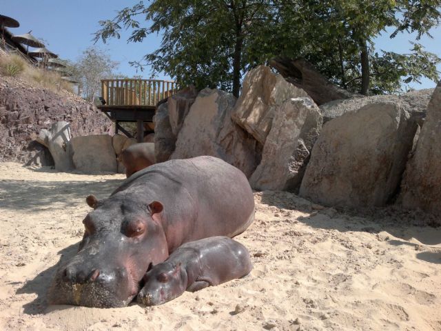 Terra Natura Murcia celebra el primer nacimiento de una cría de hipopótamo en sus instalaciones - 1, Foto 1