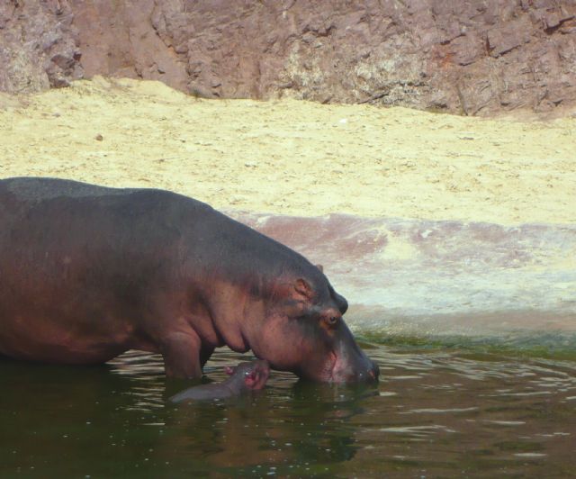 Terra Natura Murcia celebra el primer nacimiento de una cría de hipopótamo en sus instalaciones - 2, Foto 2