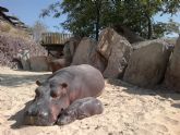 Terra Natura Murcia celebra el primer nacimiento de una cría de hipopótamo en sus instalaciones