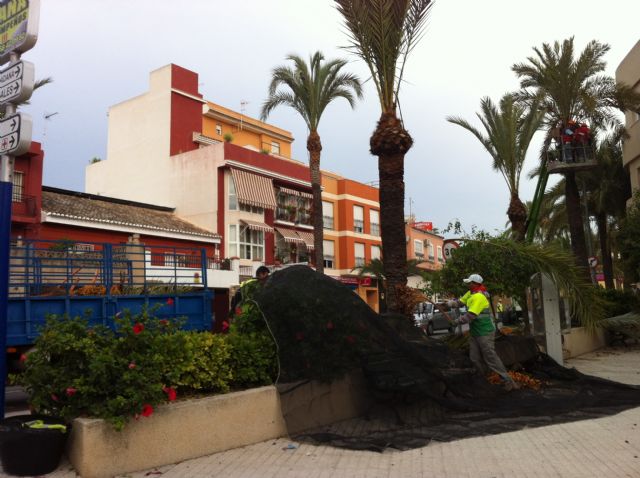 Se inician los trabajos de poda y fumigación de las palmeras en los parques y jardines del casco urbano - 1, Foto 1