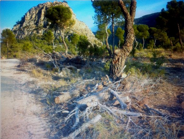 UPyD exige la inmediata recogida de restos de poda abandonados en la Sierra de El Carche en Jumilla - 1, Foto 1