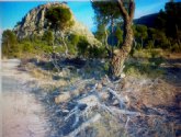 UPyD exige la inmediata recogida de restos de poda abandonados en la Sierra de El Carche en Jumilla