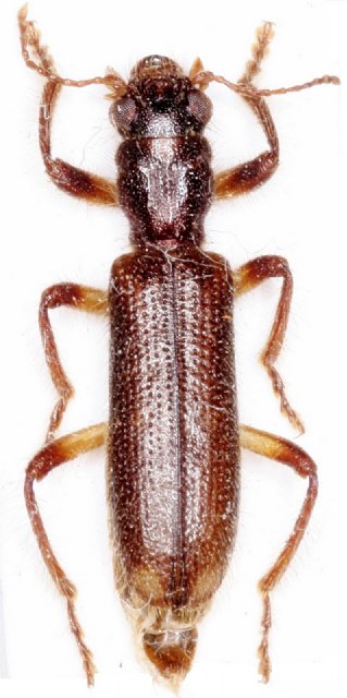 Foto: Opilo lencinai - Autor: Pablo Bahillo, Foto 2