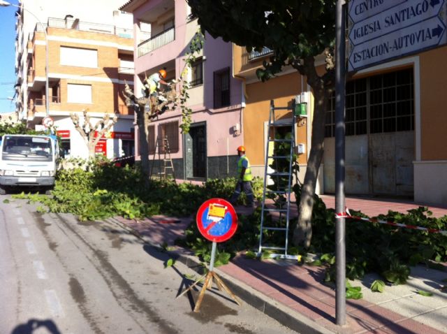 Se inician los trabajos de poda de moreras, tipuanas y jacarandas en zonas verdes y calles del casco urbano de Totana, Foto 3
