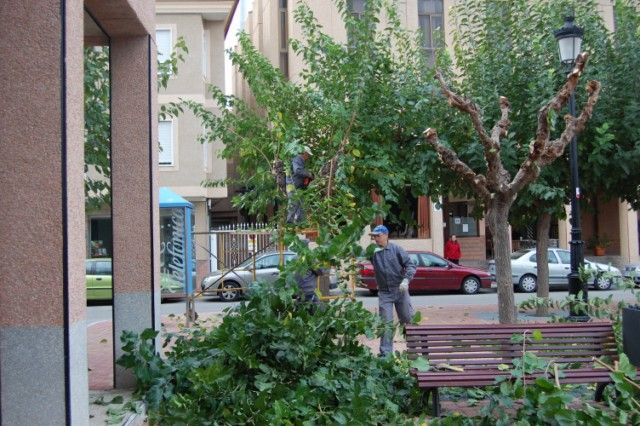 Arranca la poda de las moreras - 1, Foto 1