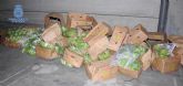 La Policía Nacional interviene más de 550 kilos de cocaína oculta en cajas de 'banano de primera calidad'