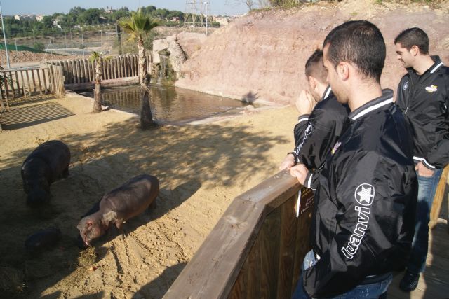 ElPozo Murcia Fútbol Sala apadrina a la cría de hipopótamo de Terra Natura Murcia - 1, Foto 1