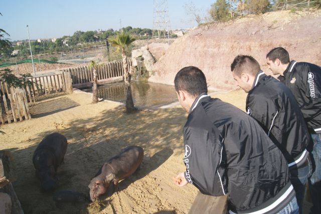 ElPozo Murcia Fútbol Sala apadrina a la cría de hipopótamo de Terra Natura Murcia - 2, Foto 2