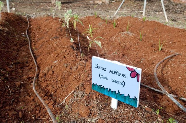 Un árbol, una vida - 1, Foto 1