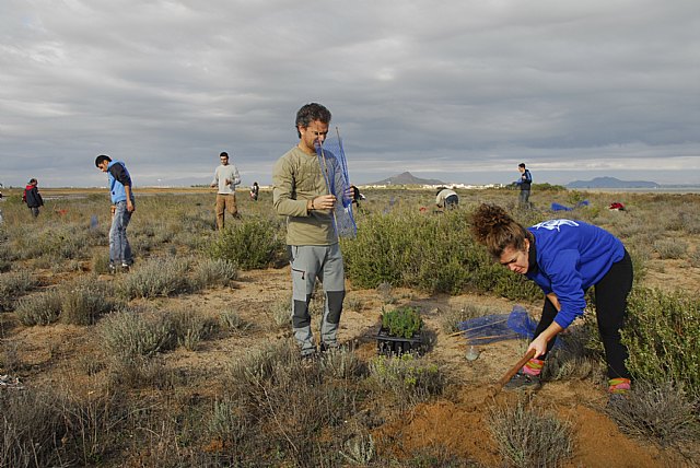 Miembros de ANSE plantando sabinas de las dunas en los arenales de Lo Poyo (P.García/ANSE)., Foto 1