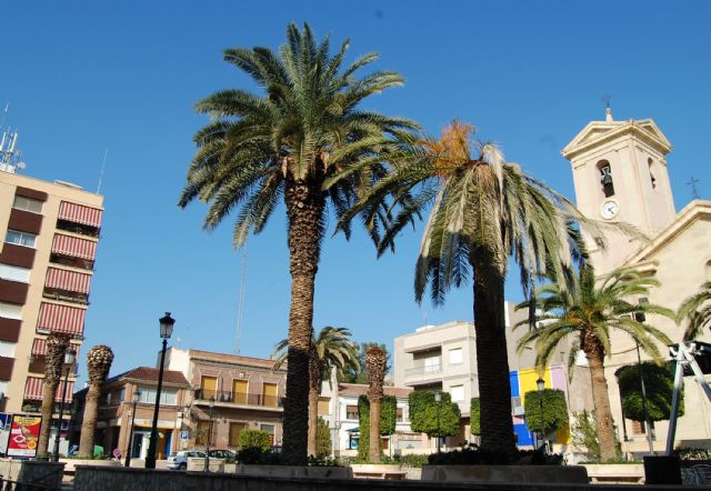 El picudo rojo azota las palmeras de Lorquí - 1, Foto 1