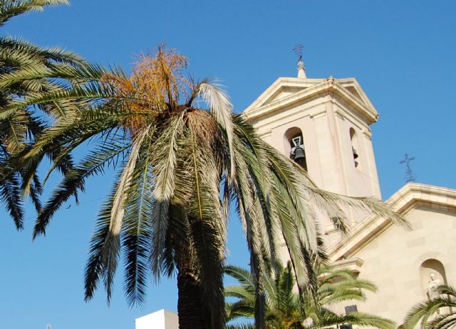 El picudo rojo azota las palmeras de Lorquí - 2, Foto 2