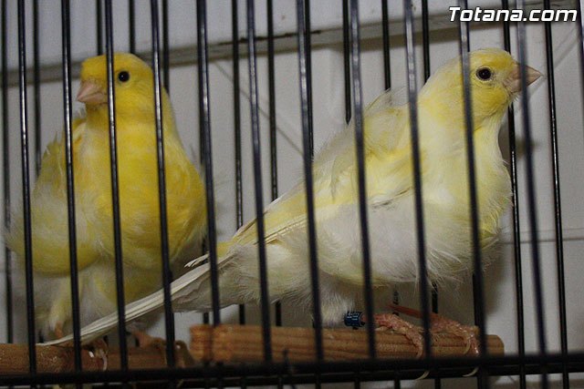 Más de 1.000 pájaros quedan expuestos en la IX exposición ornitológica “Fiestas de Santa Eulalia”, - 1, Foto 1