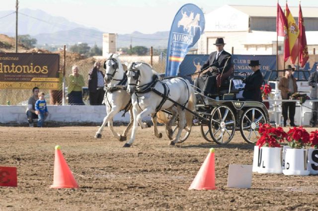 Un cartagenero y un lorquino, primeros en enganche de caballos - 4, Foto 4