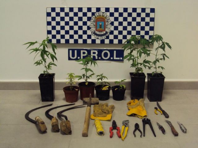 La Policía Local de Lorca interviene 7 plantas jóvenes de Cannabis en el camino del trasvase del paraje del antiguo campo de Tiro de Carraclaca - 1, Foto 1