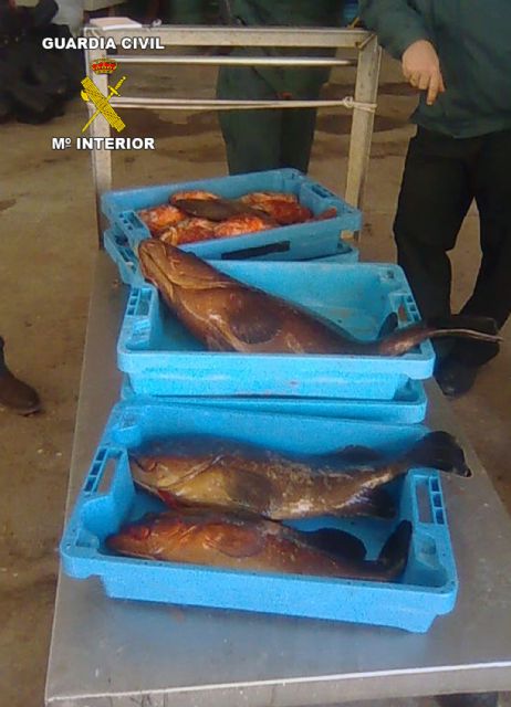La Guardia Civil decomisa más de 40 kilos de pescado capturado de forma ilícita - 1, Foto 1