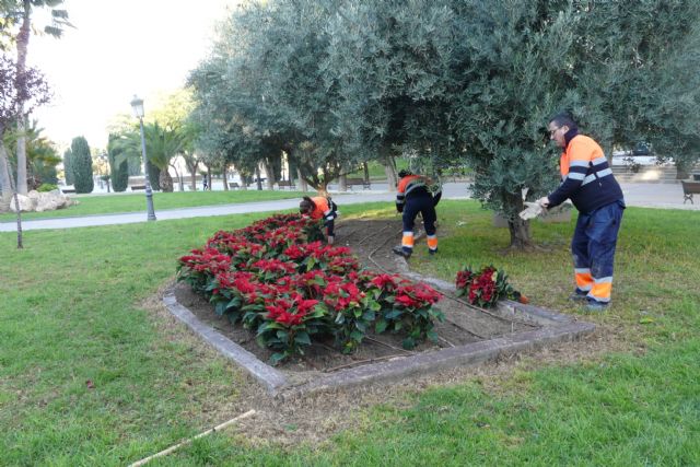 El Ayuntamiento de Molina de Segura y la empresa de servicios Sercomosa repartirán unas 3.000 macetas con flores de Pascua el próximo miércoles 21 de diciembre - 1, Foto 1