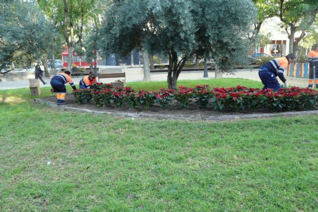 El Ayuntamiento de Molina de Segura y la empresa de servicios Sercomosa repartirán unas 3.000 macetas con flores de Pascua el próximo miércoles 21 de diciembre - 2, Foto 2