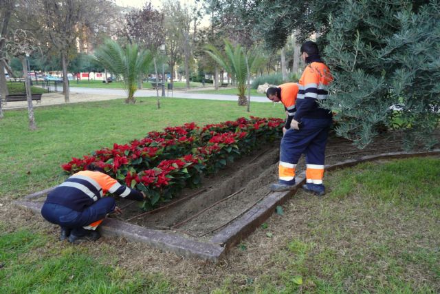 El Ayuntamiento de Molina de Segura y la empresa de servicios Sercomosa repartirán unas 3.000 macetas con flores de Pascua el próximo miércoles 21 de diciembre - 3, Foto 3