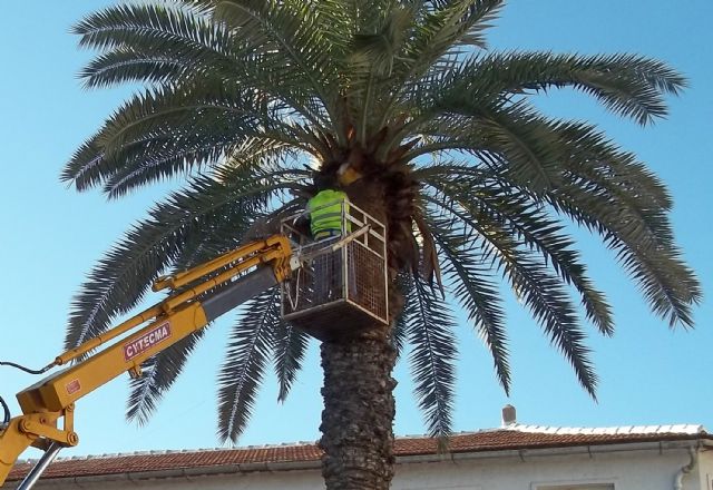 Lorquí inicia en sus palmeras un tratamiento por microondas contra el picudo rojo - 1, Foto 1