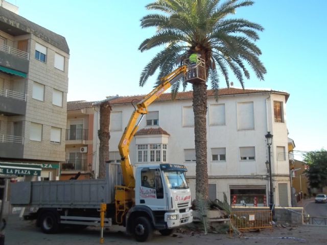 Lorquí inicia en sus palmeras un tratamiento por microondas contra el picudo rojo - 2, Foto 2